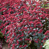 Iarba grasa (Sedum) Red Cauli, planta perena cu flori roz-rosiatice, tulpini rosii, rezistenta la seceta