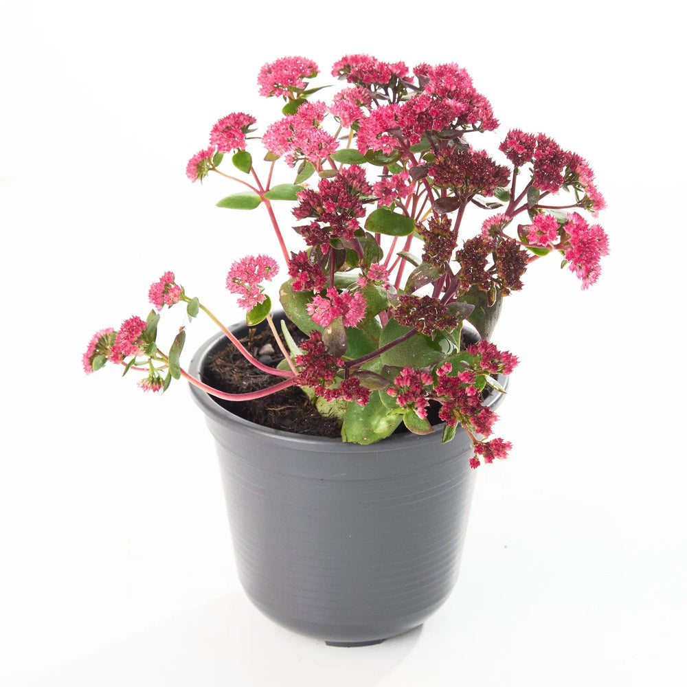 Iarba grasa (Sedum) Red Cauli, planta perena cu flori roz-rosiatice, tulpini rosii, rezistenta la seceta