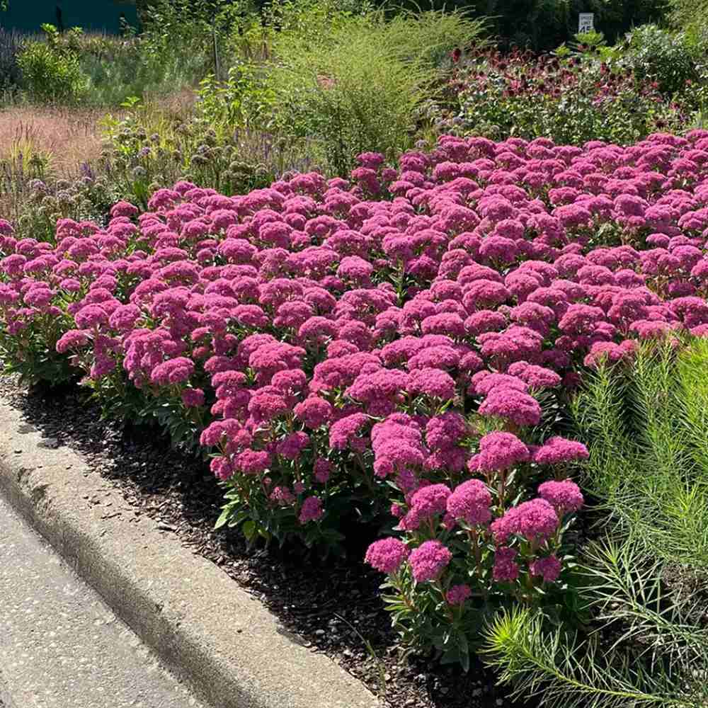 Iarba Grasa Sedum Carl,  frunzis verde-albastrui si flori roz intense