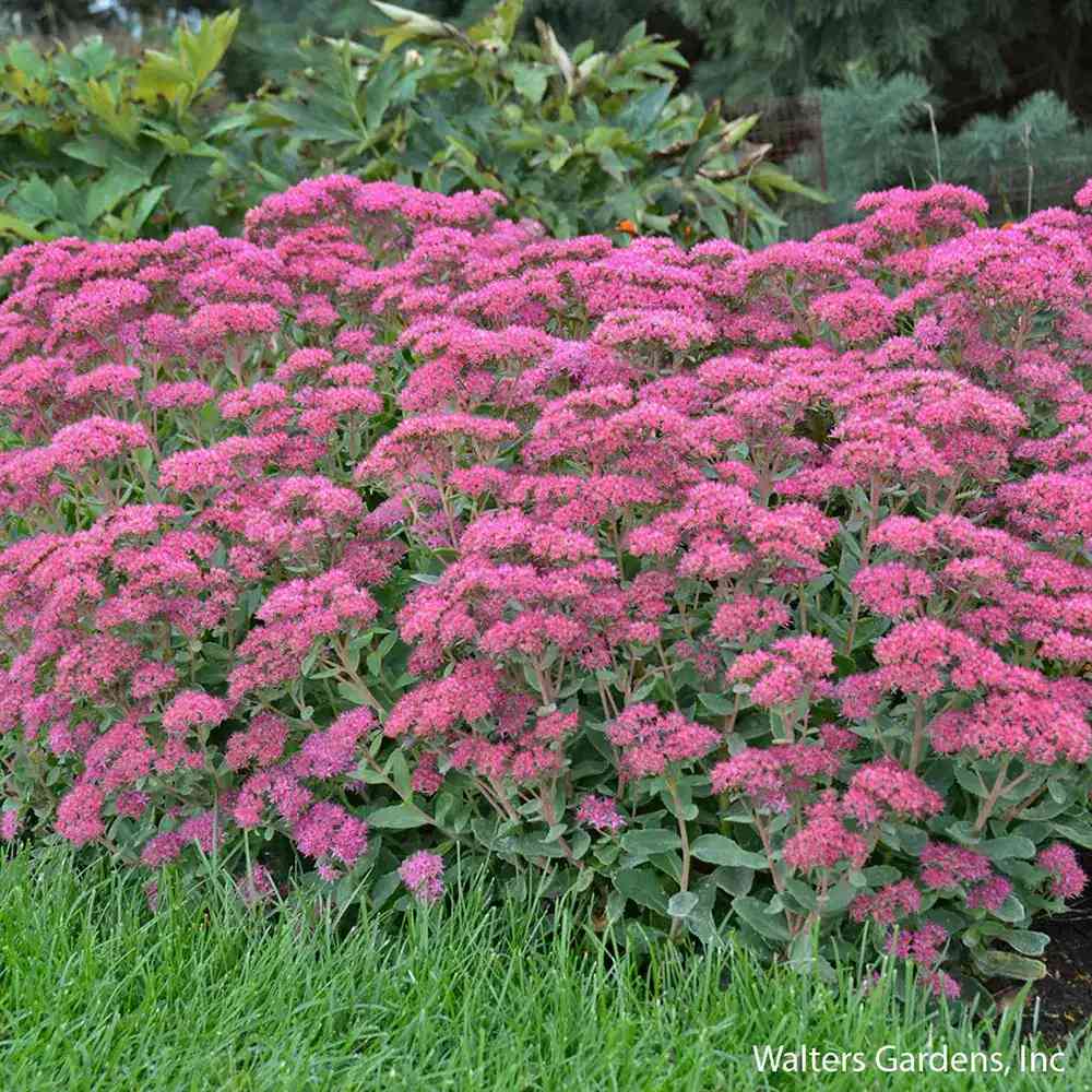 Iarba Grasa Sedum Carl,  frunzis verde-albastrui si flori roz intense