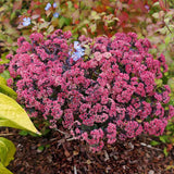 Iarba Grasa (Sedum) Seduction Rose Charm