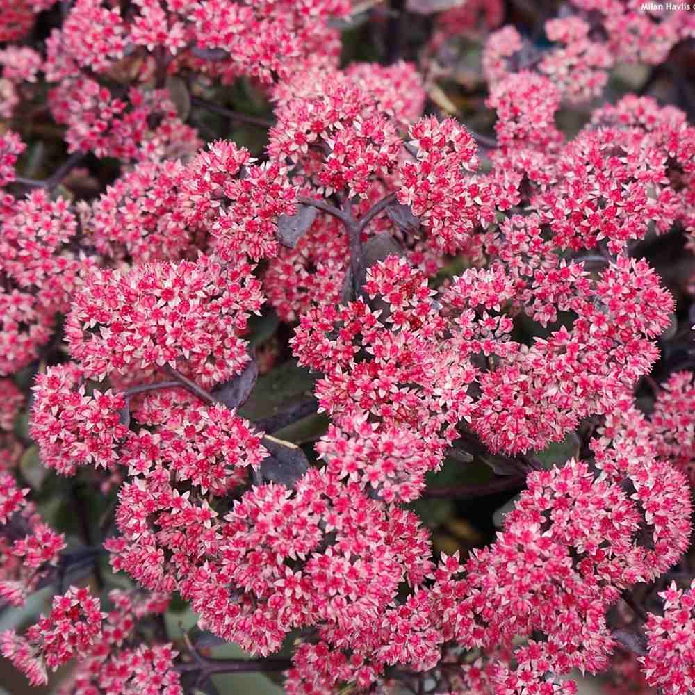 Iarba Grasa (Sedum) Seduction Rose Charm