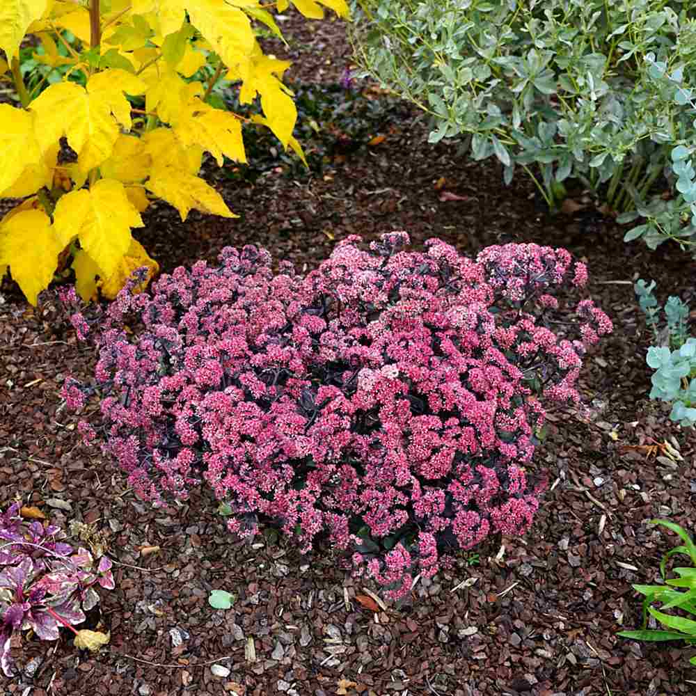 Iarba Grasa (Sedum) Seduction Rose Charm