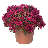 Iarba Grasa (Sedum) Spot On Deep Rose, Inflorescente bogate roz intens, planta perena decorativa, rezistenta la seceta