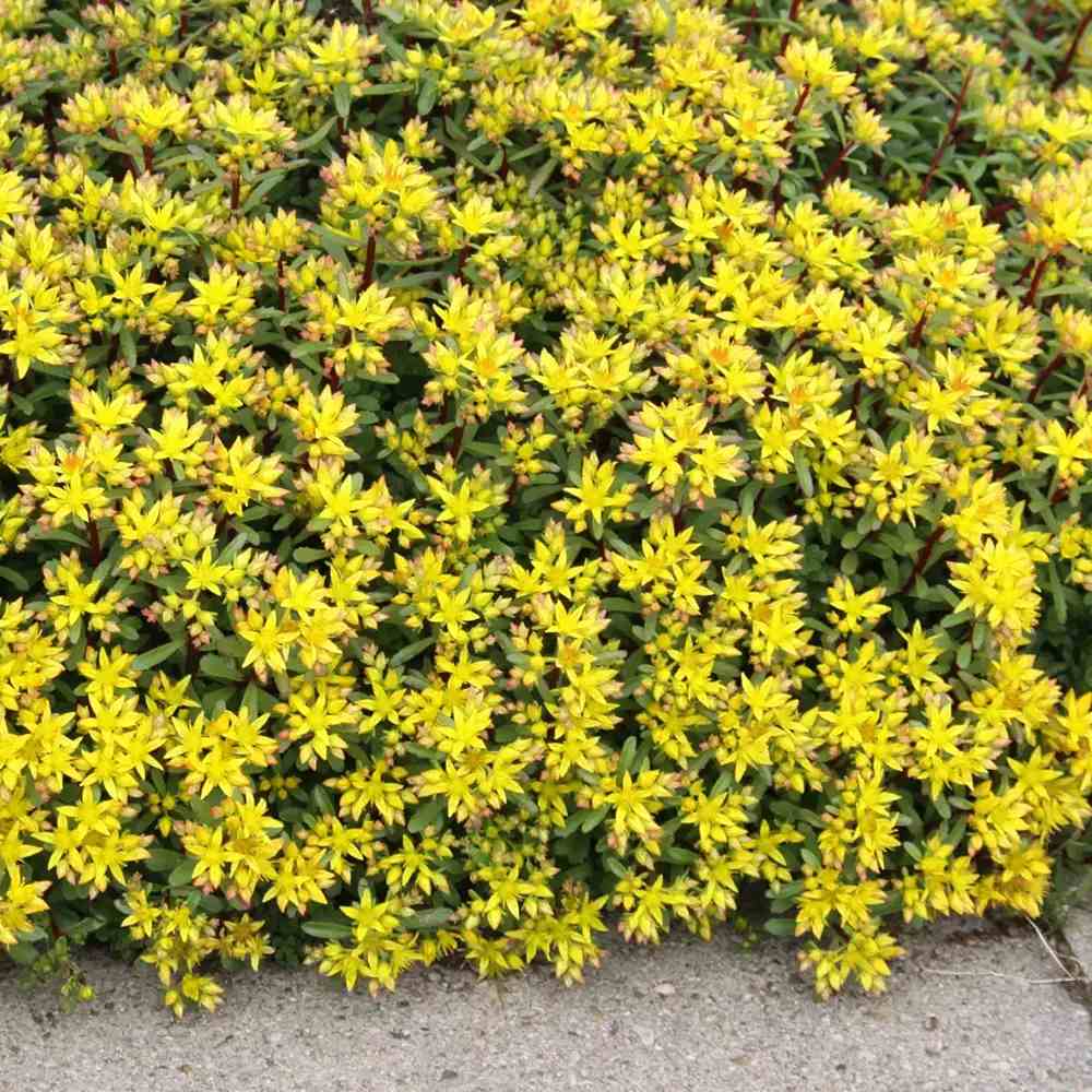 Sedum floriferum Weihenstephaner Gold, tarator cu flori galbene, perena tapetanta pentru stancarii si soare
