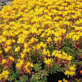 Sedum floriferum Weihenstephaner Gold, tarator cu flori galbene, perena tapetanta pentru stancarii si soare