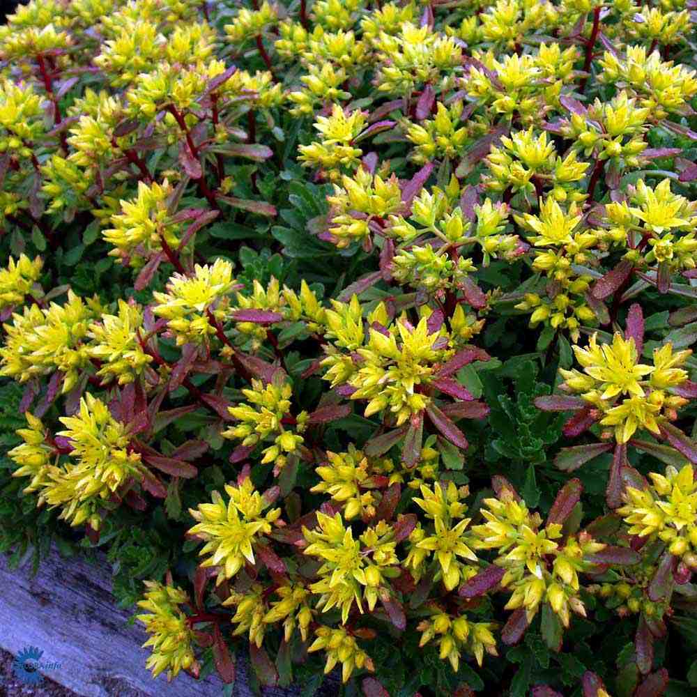 Sedum floriferum Weihenstephaner Gold, tarator cu flori galbene, perena tapetanta pentru stancarii si soare