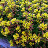 Sedum floriferum Weihenstephaner Gold, tarator cu flori galbene, perena tapetanta pentru stancarii si soare