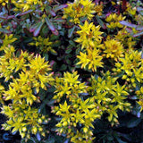 Sedum floriferum Weihenstephaner Gold, tarator cu flori galbene, perena tapetanta pentru stancarii si soare