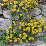 Sedum floriferum Weihenstephaner Gold, tarator cu flori galbene, perena tapetanta pentru stancarii si soare
