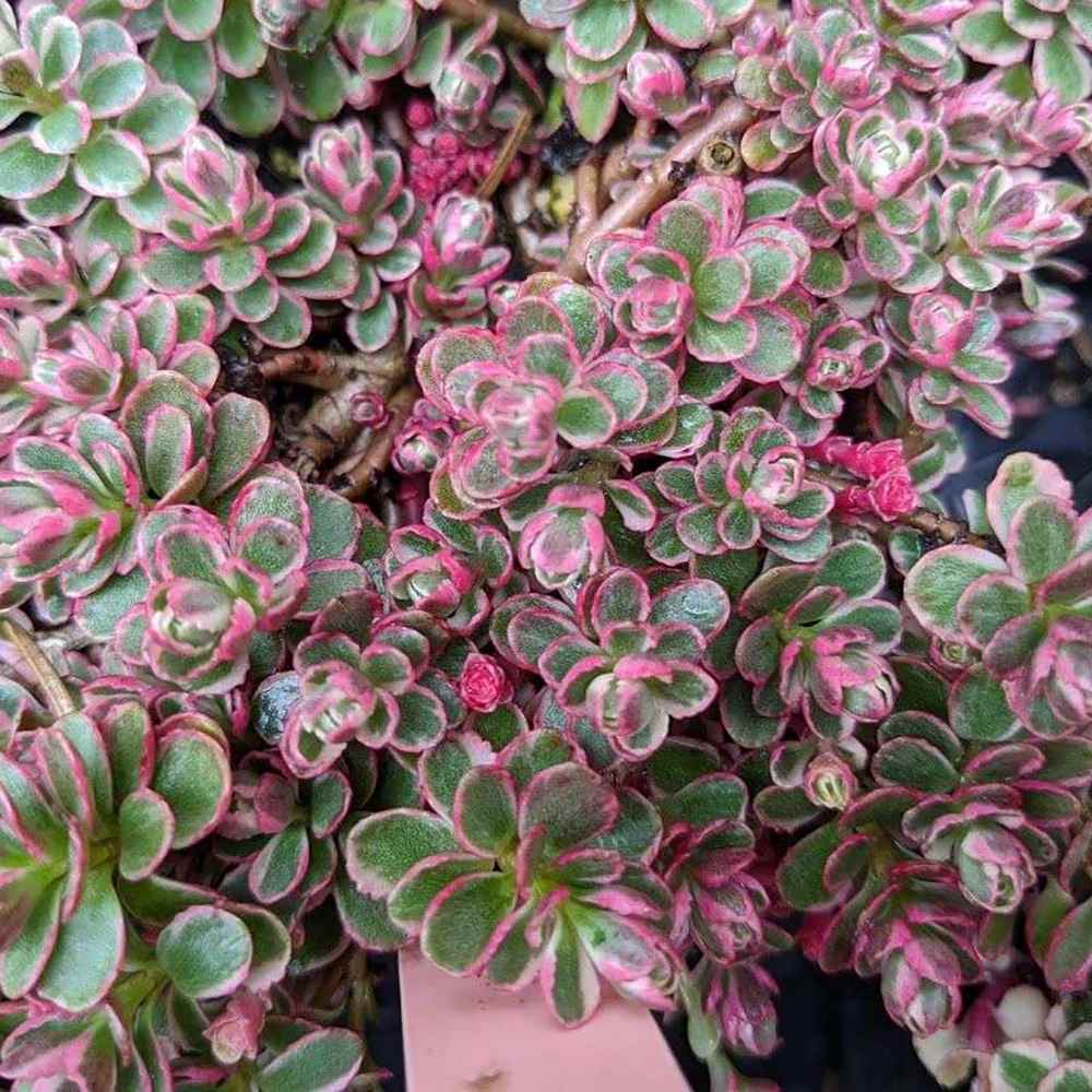 Iarba Grasa (Sedum) Tricolor