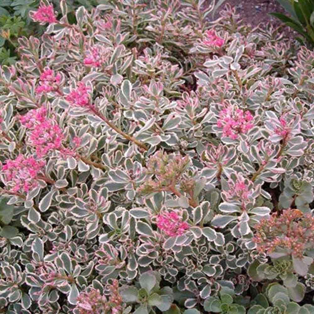 Iarba Grasa (Sedum) Tricolor