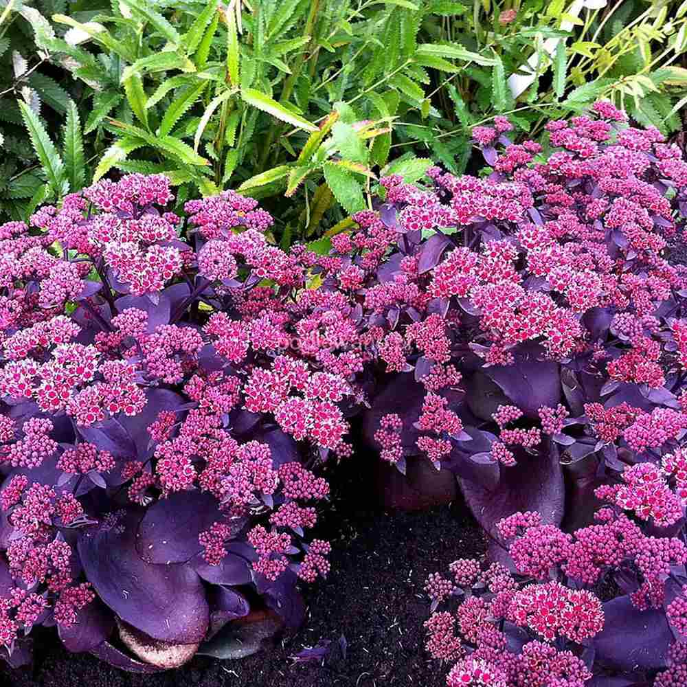 Iarba Grasa Sedum Oriental Dancer, frunzis compact, rosiatic-purpuriu, cu flori roz spectaculoase