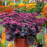 Iarba Grasa Sedum Oriental Dancer, frunzis compact, rosiatic-purpuriu, cu flori roz spectaculoase