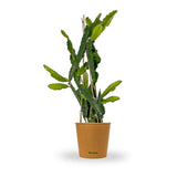 Fructul Dragonului Galben (Pitaya amarilla), planta exotica cu fructe exotice galbene si aromate, foarte dulci si aromate