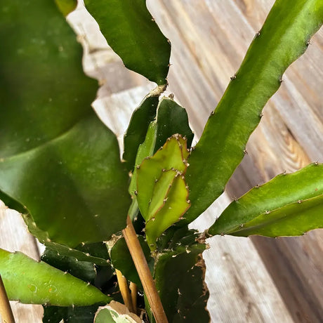 Fructul Dragonului Galben (Pitaya amarilla), planta exotica cu fructe exotice galbene si aromate, foarte dulci si aromate