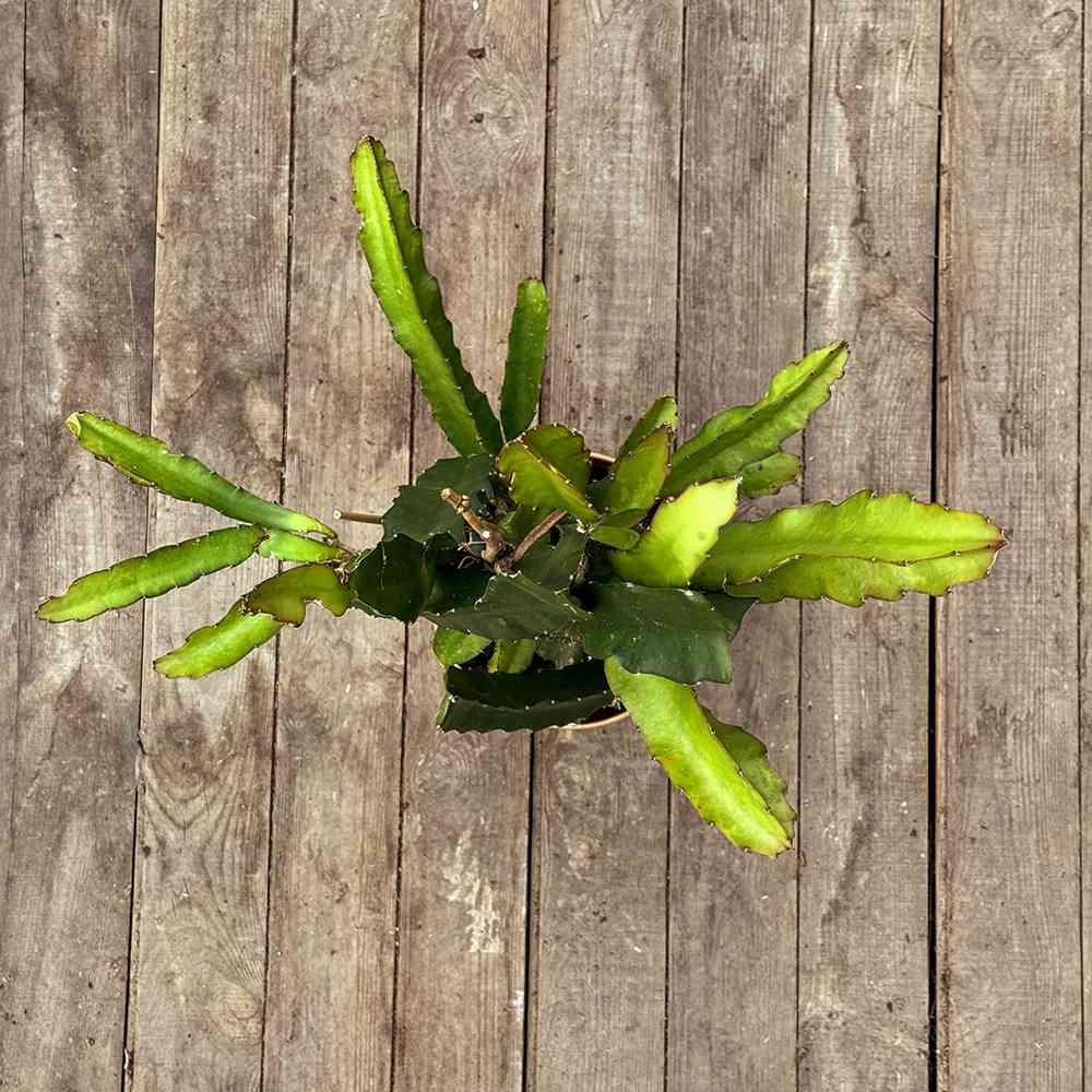 Fructul Dragonului Galben (Pitaya amarilla), planta exotica cu fructe exotice galbene si aromate, foarte dulci si aromate