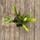 Fructul Dragonului Galben (Pitaya amarilla), planta exotica cu fructe exotice galbene si aromate, foarte dulci si aromate