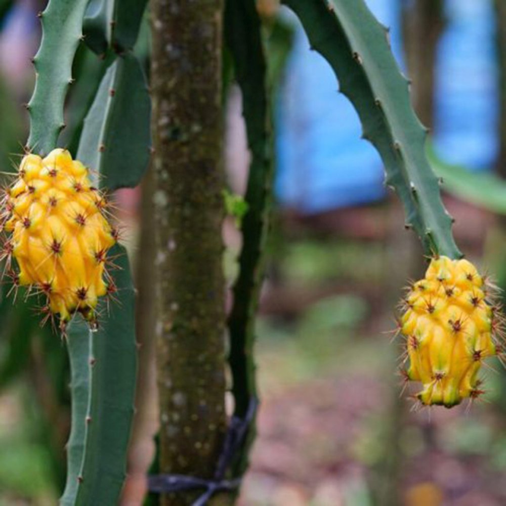 Fructul Dragonului Galben (Hylocereus undatus)