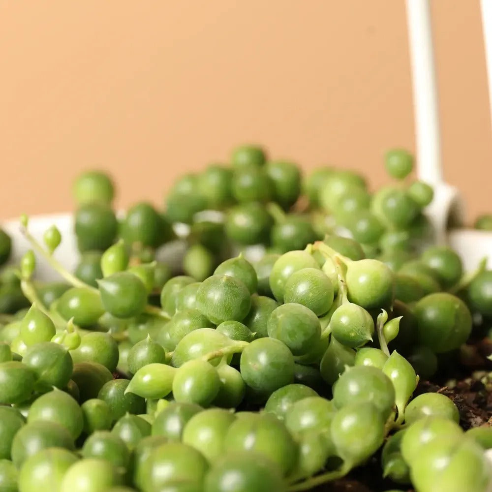 Sirag de perle Senecio Rowleyanus, planta suculenta curgatoare, planta interior suspendata decorativa- 25 cm