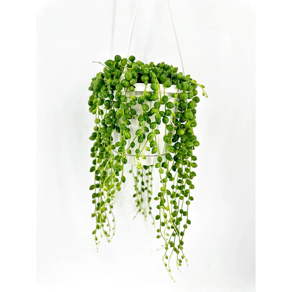 Sirag de perle Senecio Rowleyanus, planta suculenta curgatoare, planta interior suspendata decorativa - 20 cm