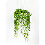 Sirag de perle Senecio Rowleyanus, planta suculenta curgatoare, planta interior suspendata decorativa - 20 cm