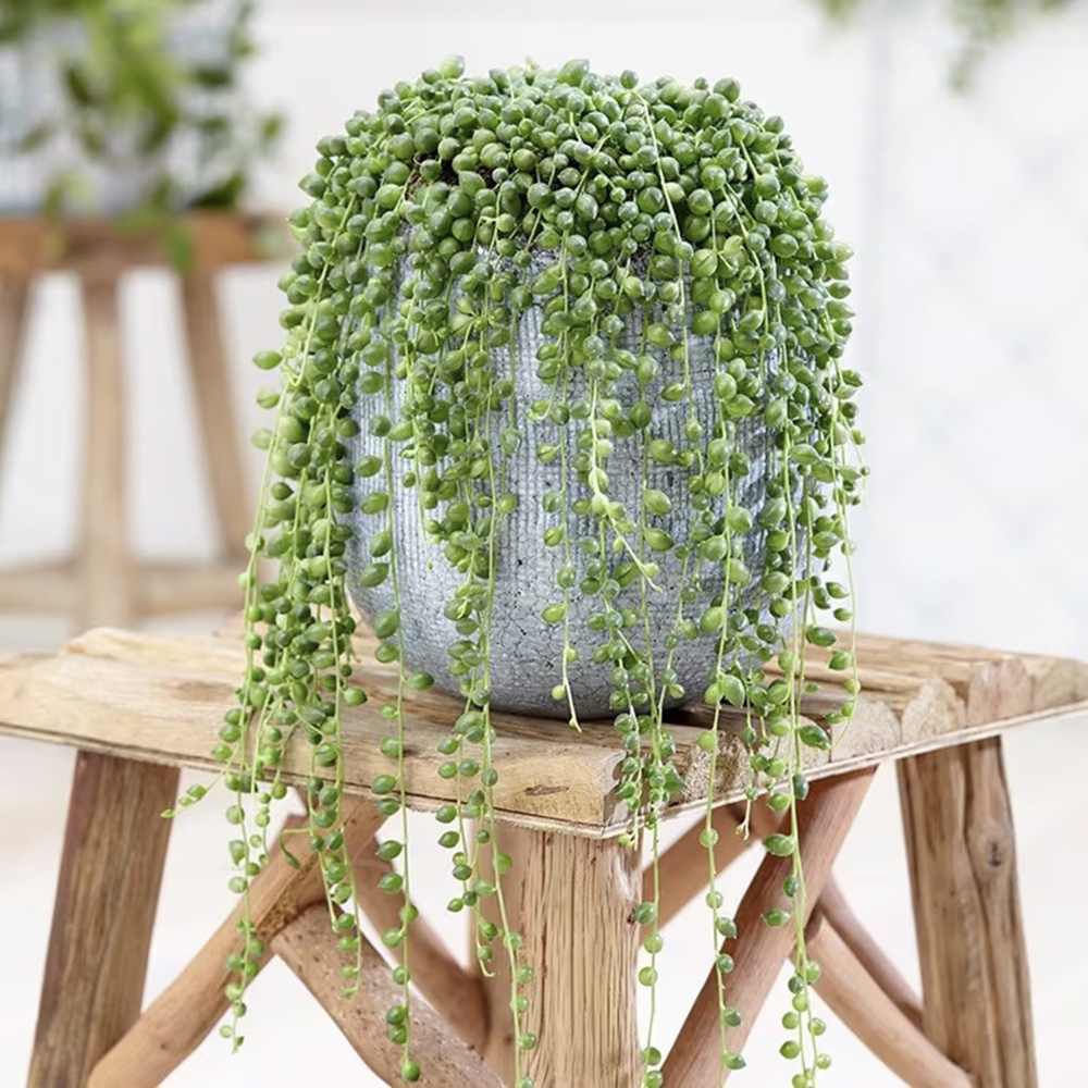 Sirag de perle Senecio Rowleyanus, planta suculenta curgatoare, planta interior suspendata decorativa - 20 cm