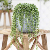 Sirag de perle Senecio Rowleyanus, planta suculenta curgatoare, planta interior suspendata decorativa - 20 cm