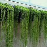 Sirag de perle Senecio Rowleyanus, planta suculenta curgatoare, planta interior suspendata decorativa - 20 cm