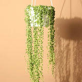 Sirag de perle Senecio Rowleyanus, planta suculenta curgatoare, planta interior suspendata decorativa- 25 cm