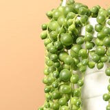 Sirag de perle Senecio Rowleyanus, planta suculenta curgatoare, planta interior suspendata decorativa- 25 cm