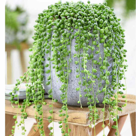 Sirag de perle Senecio Rowleyanus, planta suculenta curgatoare, planta interior suspendata decorativa - 20 cm