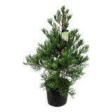Arborele Mamut, Sequoia Healthy Mammoth Two (Sequoiadendron Giganteum), conifer cu ace verde-albastrui, arbore decorativ urias, vesnic verde, crescut pentru conditii de temperatura si umiditate variate,