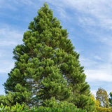 Arborele Mamut, Sequoia Healthy Mammoth Three (Sequoiadendron Giganteum), conifer cu ace verde-albastrui, arbore decorativ urias, vesnic verde, crestere rapida si aspect monumental