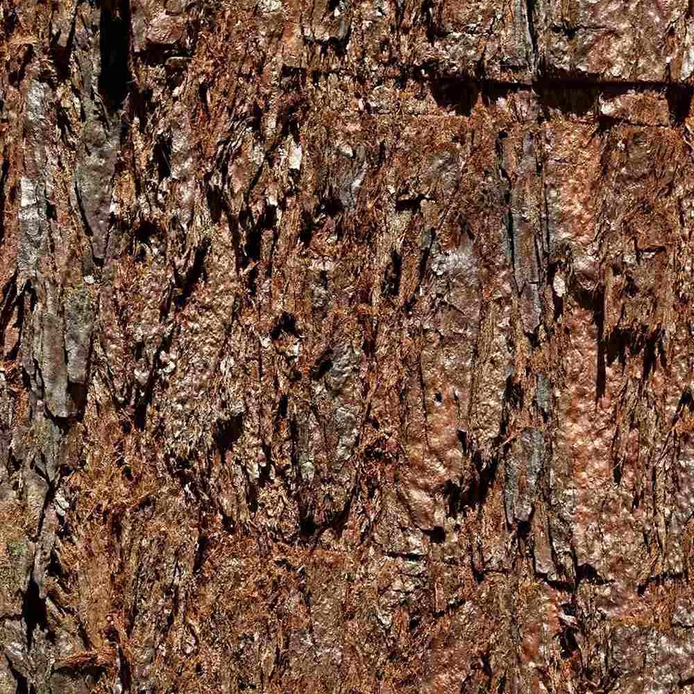 Arborele Mamut, Sequoia Healthy Mammoth Three (Sequoiadendron Giganteum), conifer cu ace verde-albastrui, arbore decorativ urias, vesnic verde, crestere rapida si aspect monumental