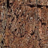 Arborele Mamut, Sequoia Healthy Mammoth Three (Sequoiadendron Giganteum), conifer cu ace verde-albastrui, arbore decorativ urias, vesnic verde, crestere rapida si aspect monumental