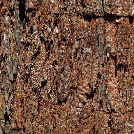 Arborele Mamut, Sequoia Healthy Mammoth Three (Sequoiadendron Giganteum), conifer cu ace verde-albastrui, arbore decorativ urias, vesnic verde, crestere rapida si aspect monumental