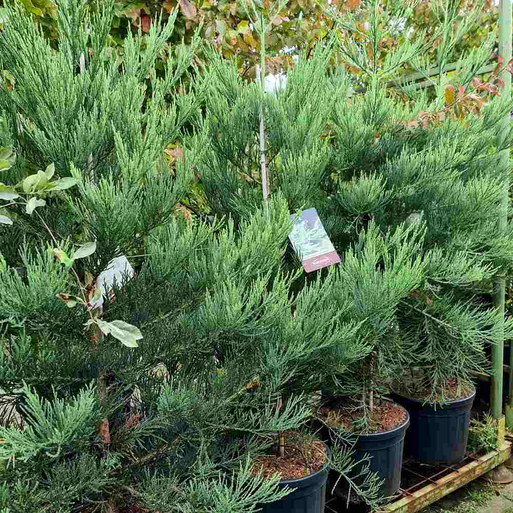 Arborele Mamut, Sequoia Healthy Mammoth Three (Sequoiadendron Giganteum), conifer cu ace verde-albastrui, arbore decorativ urias, vesnic verde, crestere rapida si aspect monumental