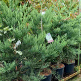 Arborele Mamut, Sequoia Healthy Mammoth Three (Sequoiadendron Giganteum), conifer cu ace verde-albastrui, arbore decorativ urias, vesnic verde, crestere rapida si aspect monumental