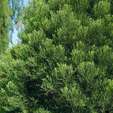 Arborele Mamut, Sequoia Healthy Mammoth Two (Sequoiadendron Giganteum), conifer cu ace verde-albastrui, arbore decorativ urias, vesnic verde, crescut pentru conditii de temperatura si umiditate variate,