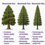 Arborele Mamut, Sequoia Healthy Mammoth One (Sequoiadendron Giganteum), conifer cu ace verde-albastrui, aspect metalic usor, arbore decorativ urias, vesnic verde, coroana piramidala