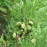 Sequoia Giganteum (Sequoiadendron Giganteum)