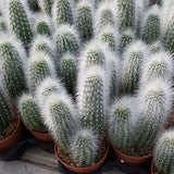 Cactusul Torta de Argint (Cleistocactus strausii), tulpina eleganta cu tepi albi, rezistent - 20 cm