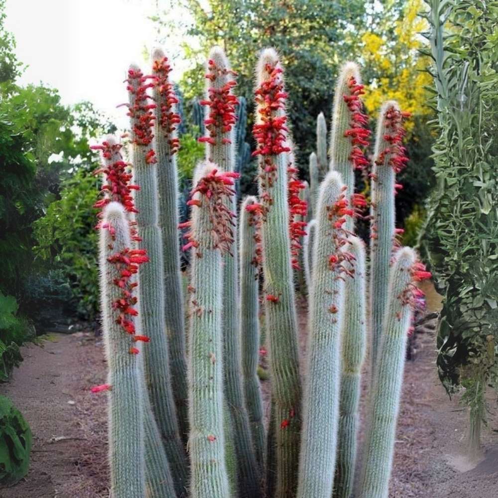 Cactusul Torta de Argint (Cleistocactus strausii), tulpina eleganta cu tepi albi, rezistent - 20 cm