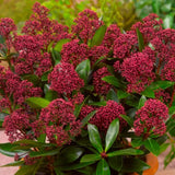 Liliac Japonez rosu-aprins (Skimmia Perosa), cu flori rosii-purpuriu