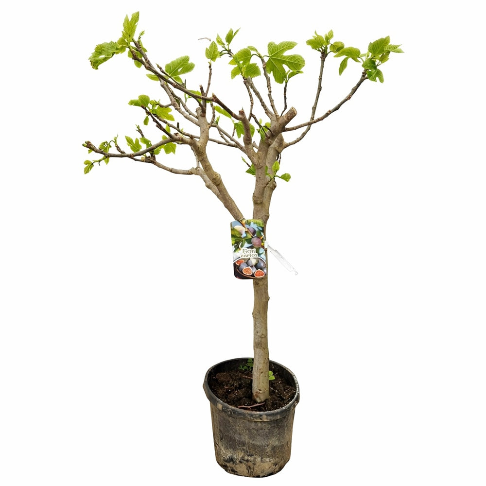 Smochin Batran Copac (Ficus Carica) cu fructe dulci negre, planta matura si deplin formata, an 10 pe rod