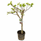 Smochin Batran Copac (Ficus Carica) cu fructe dulci negre, planta matura si deplin formata, an 10 pe rod