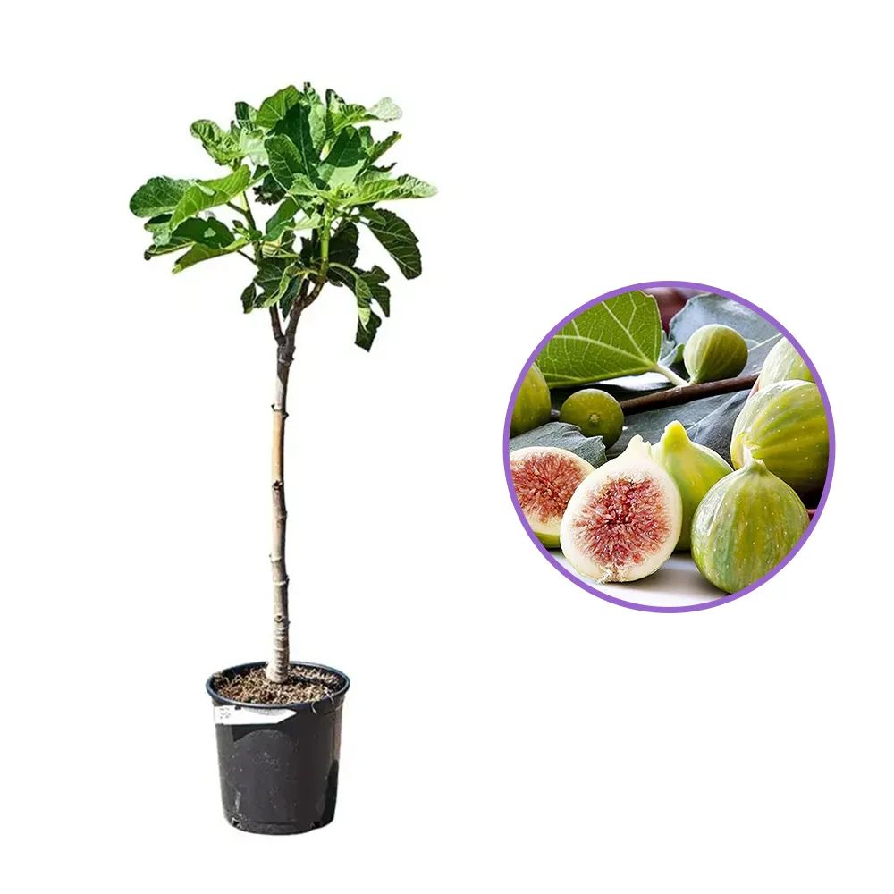 Smochin Copac (Ficus Carica) cu fructe dulci  galben verzi dungate, an 2 pe rod