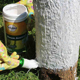 Vopsea trunchi arbori Solabiol, vopsea alba pentru protectie organica, 1.5 kg