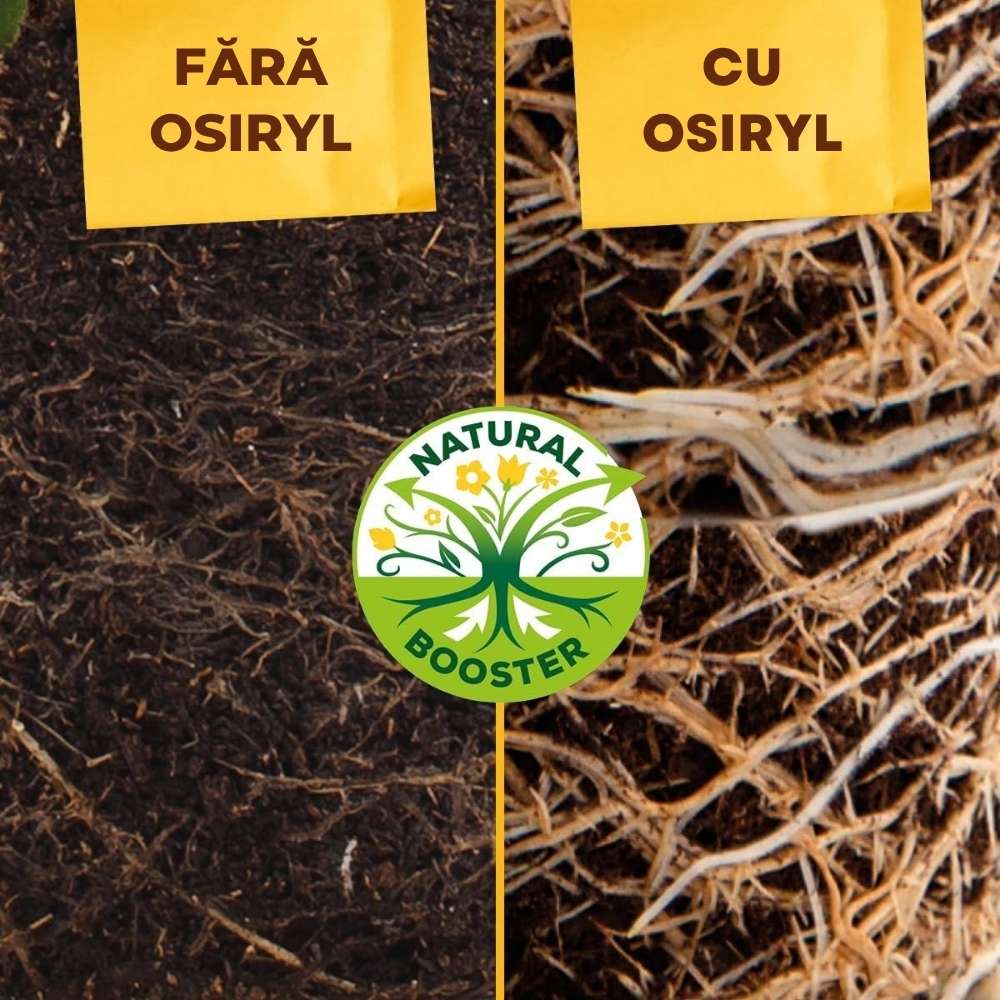Ingrasamant organic Solabiol pentru Buxus 1.5 kg cu Activator Radacini